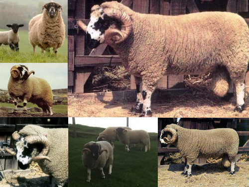 Lonk  owca - Rasy owiec