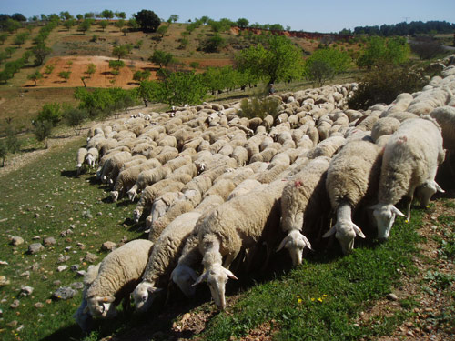 Manchega  owca - Rasy owiec