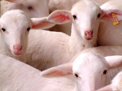 Manchega  כבש - גזעי כבשים