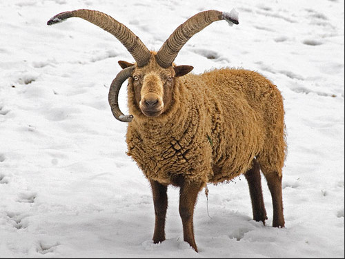 Manx Loaghtan owca - Rasy owiec