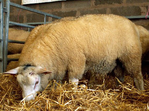 Meatlinc ovelha - Raças de ovinos
