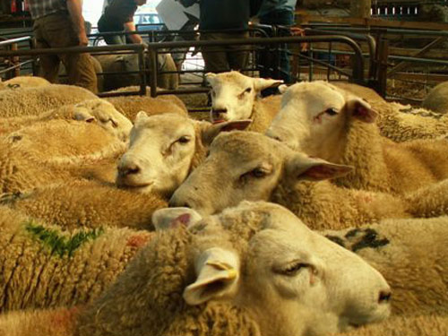 Meatlinc  Hausschaf - Rassen Sheep