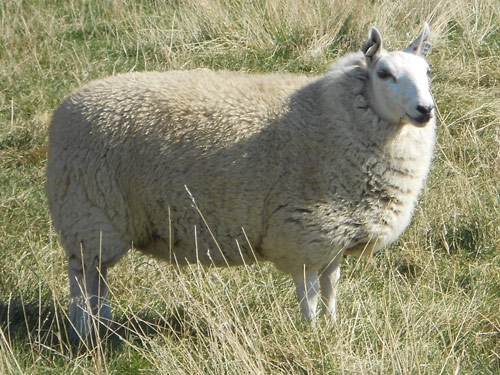 מיניאטורי Cheviot כבש - גזעי כבשים