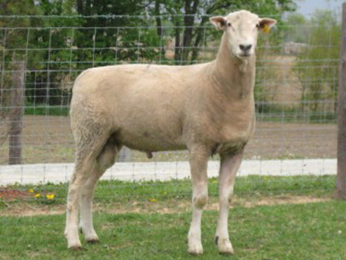 Montadale Hausschaf - Rassen Sheep