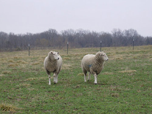 Montadale  כבש - גזעי כבשים