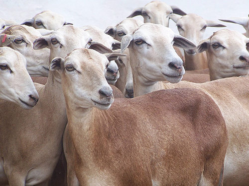 Morada Nova  Hausschaf - Rassen Sheep