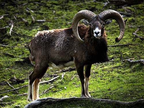 Mouflon  כבש - גזעי כבשים