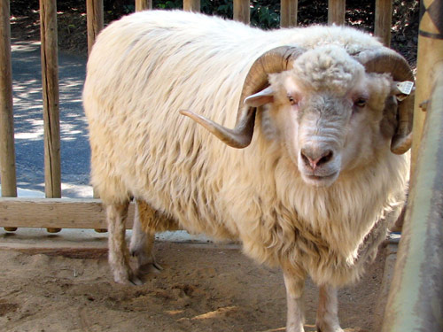 Navajo Churro  owca - Rasy owiec