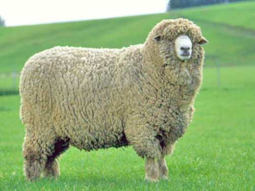 New Zealand Halbblut Hausschaf - Rassen Sheep