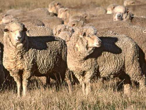 New Zealand Halbblut  Hausschaf - Rassen Sheep