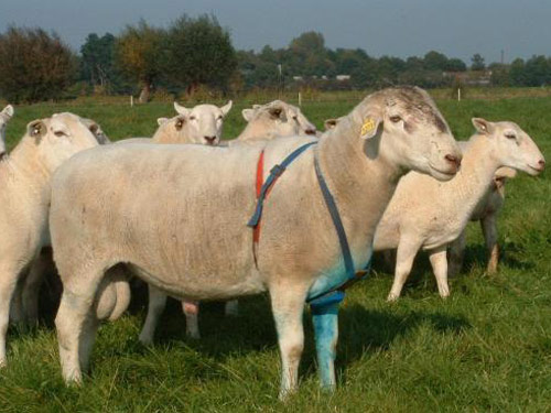 Nolana ovelha - Raças de ovinos
