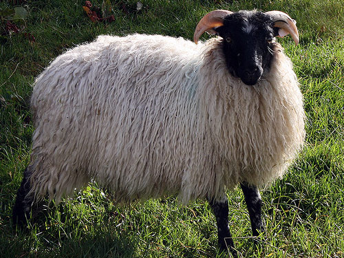 Norfolk Horn owca - Rasy owiec