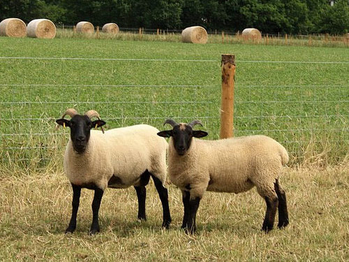 Norfolk Horn  owca - Rasy owiec