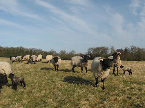 Norfolk Horn  owca - Rasy owiec