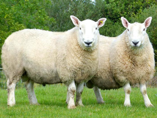 Sjeverna Zemlja tkanina od vune  ovca - Pasmina ovaca