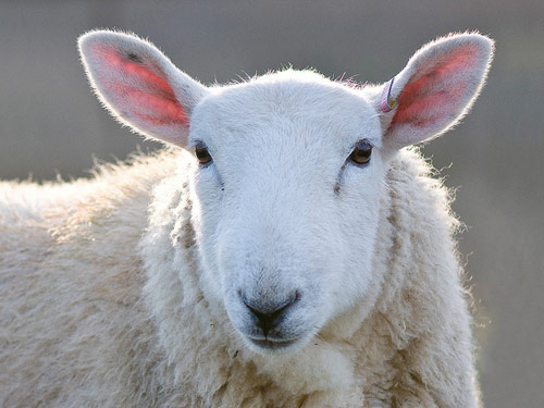 Sjeverna Zemlja tkanina od vune  ovca - Pasmina ovaca