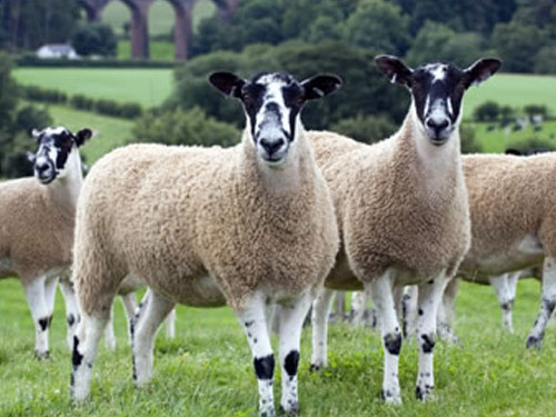 Inggris Utara Mule  Domba - Domba Breeds