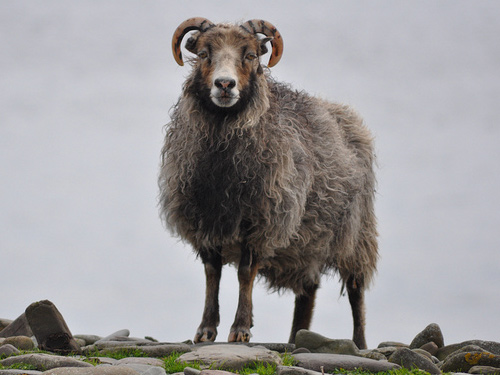 North Ronaldsay  sheep
