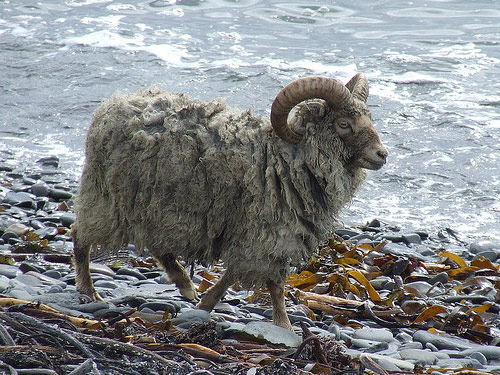 North Ronaldsay  Hausschaf - Rassen Sheep