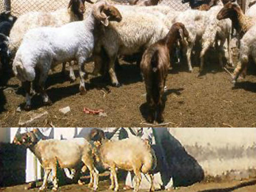 Ossimi  Domba - Domba Breeds