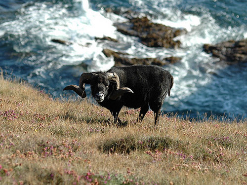 Ouessant (Ouessant, Breton Dwarf Sheep) Hausschaf - Rassen Sheep