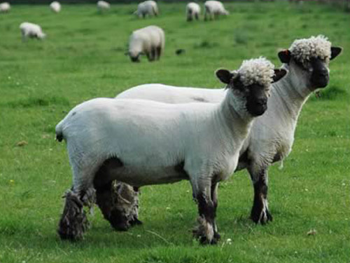 Oxford (Oxford Down) Hausschaf - Rassen Sheep