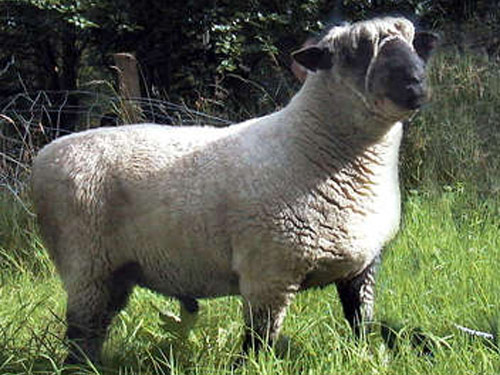 Oxford (Oxford Down)  owca - Rasy owiec
