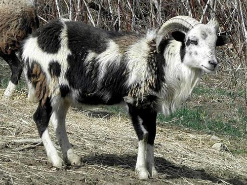Painted Desert owca - Rasy owiec