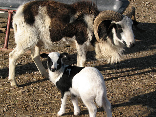 Painted Desert  sheep