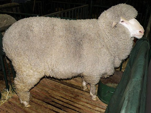 Panama owca - Rasy owiec