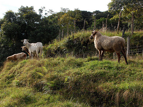 פנמה  כבש - גזעי כבשים