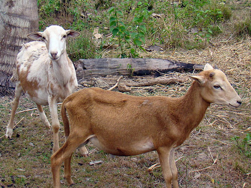 Pelibüey כבש - גזעי כבשים