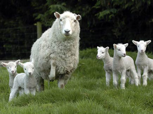 Perendale כבש - גזעי כבשים
