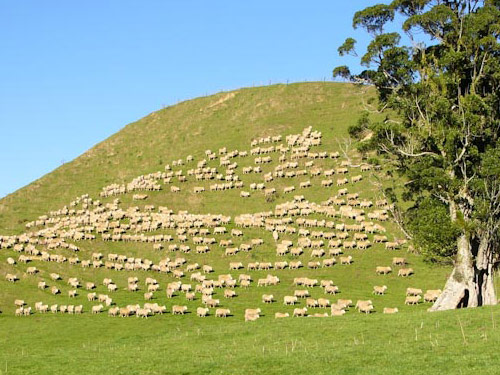 Perendale  Hausschaf - Rassen Sheep