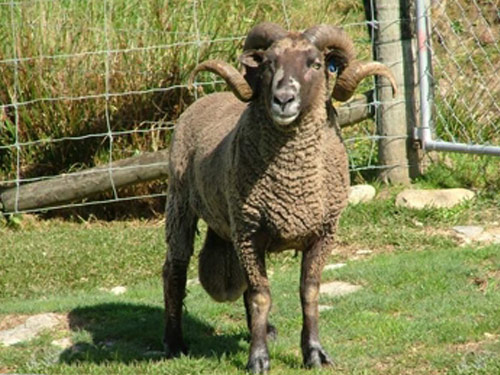 Pitt Island Hausschaf - Rassen Sheep
