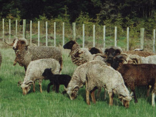Pitt Wyspa  owca - Rasy owiec