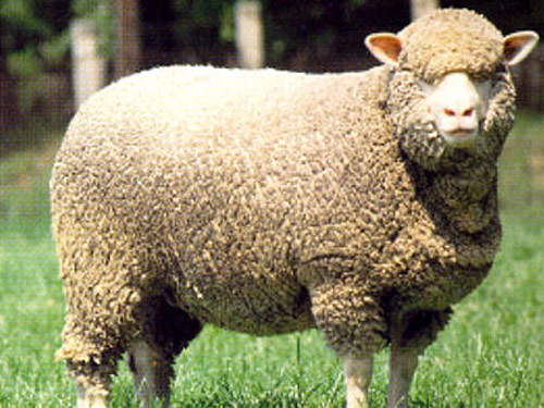 Polnische Merino (Merynos polski)  Hausschaf - Rassen Sheep