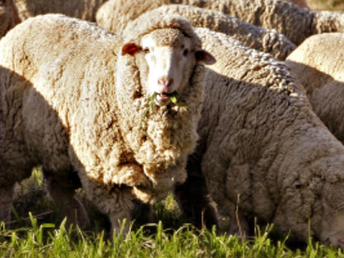 Polnische Merino (Merynos polski)  Hausschaf - Rassen Sheep