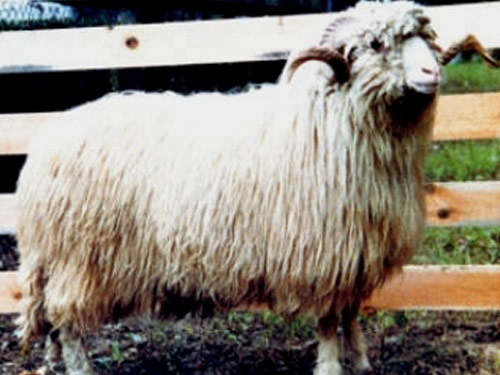 Poljski Mountain Sheep (Polska owca Gorska)  ovca - Pasmina ovaca