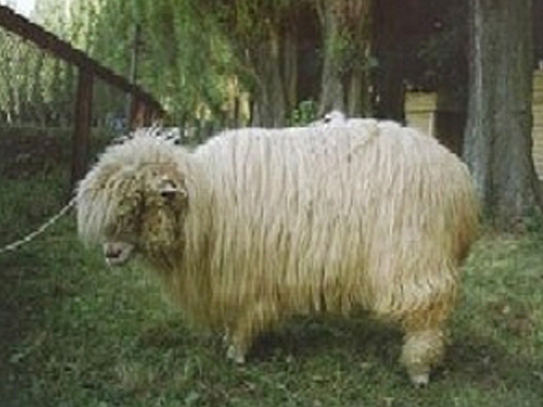 Poljski Mountain Sheep (Polska owca Gorska)  ovca - Pasmina ovaca