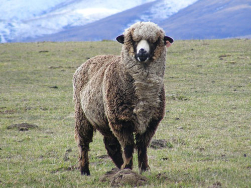 Polwarth  ovca - Pasmina ovaca