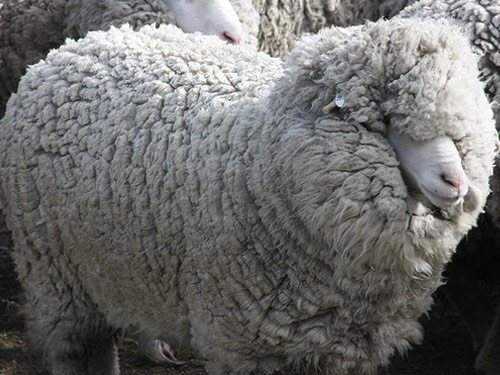 Polwarth  owca - Rasy owiec