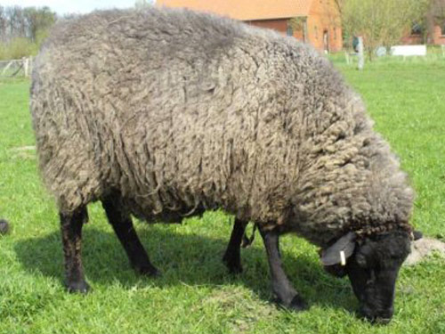 Pomorska Coarsewool owca - Rasy owiec
