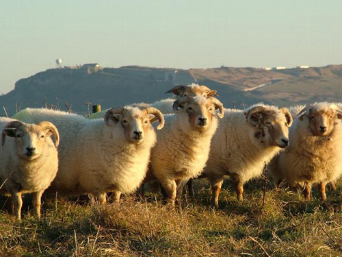 פורטלנד  כבש - גזעי כבשים