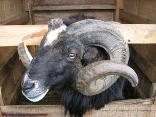 Priangan (Preanger, Garut כבשים)  כבש - גזעי כבשים