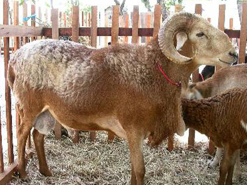 Rabo Largo owca - Rasy owiec