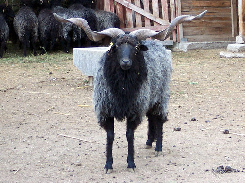 Racka (Zackel) owca - Rasy owiec