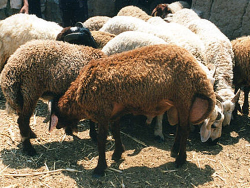 רחמני כבש - גזעי כבשים