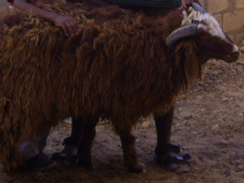 Rahmani  ovca - Pasmina ovaca
