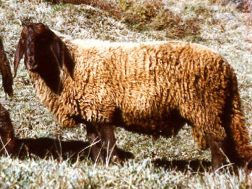 Red Engadine  sheep